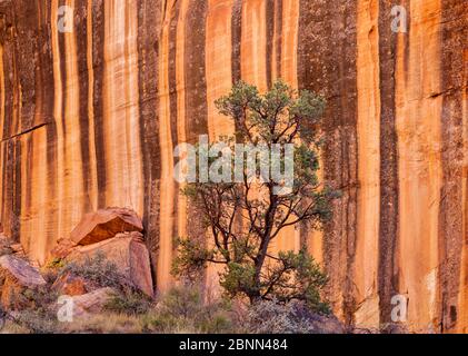 Pinyon pine (Pinus sp) Capitol Reef National Par, Utah, USA, October. Stock Photo