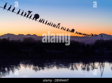 Neotropic Cormorant (Phalacrocorax brasilianus) flock in tree, Pacaya ...