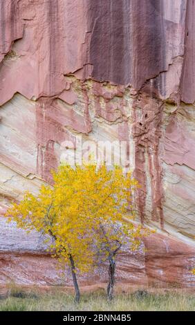 Freemont cottonwood (Populus fremontii) in autumn, Capitol Reef National Park, Utah, America, October. Stock Photo