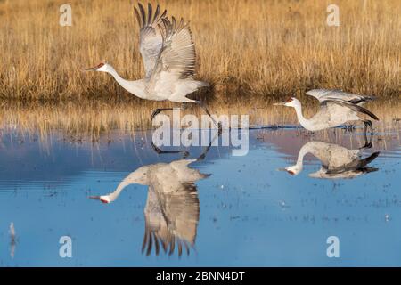 Sandhill cranes (Grus canadensis) taking off, Bosque del Apache National Wildlife Refuge, New Mexico, USA, December. Stock Photo