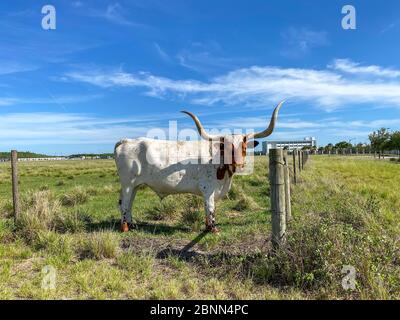 Longhorn Cattle grazing in a pasture in the Laureate Park neighborhood of Lake Nona in Orlando, Florida. Stock Photo