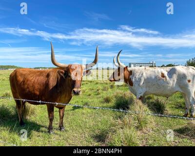 Longhorn Cattle grazing in a pasture in the Laureate Park neighborhood of Lake Nona in Orlando, Florida. Stock Photo