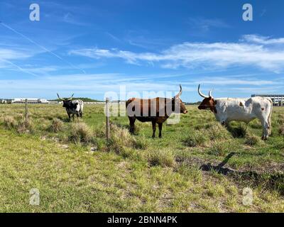 Longhorn Cattle grazing in a pasture in the Laureate Park neighborhood of Lake Nona in Orlando, Florida. Stock Photo