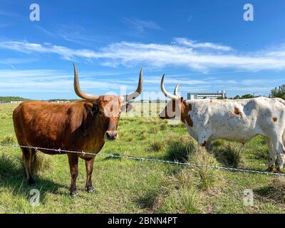 Longhorn Cattle grazing in a pasture in the Laureate Park neighborhood of Lake Nona in Orlando, Florida. Stock Photo