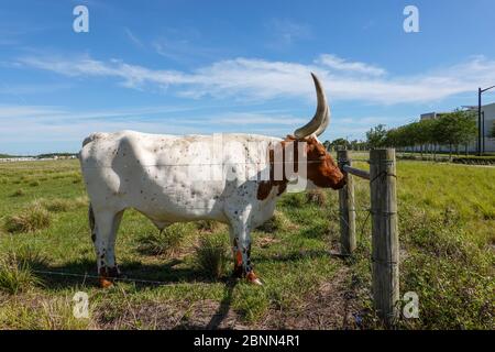 Longhorn Cattle grazing in a pasture in the Laureate Park neighborhood of Lake Nona in Orlando, Florida. Stock Photo