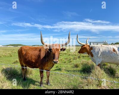 Longhorn Cattle grazing in a pasture in the Laureate Park neighborhood of Lake Nona in Orlando, Florida. Stock Photo