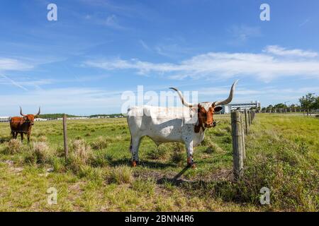 Longhorn Cattle grazing in a pasture in the Laureate Park neighborhood of Lake Nona in Orlando, Florida. Stock Photo