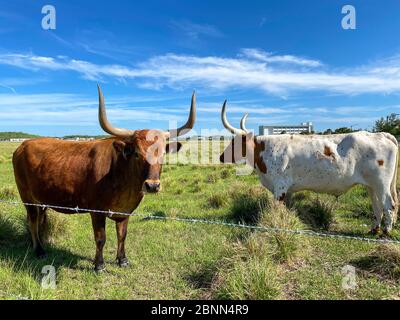 Longhorn Cattle grazing in a pasture in the Laureate Park neighborhood of Lake Nona in Orlando, Florida. Stock Photo