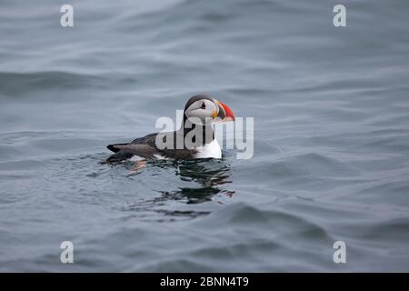 Puffin (Fratercula arctica) on sea surface, Iceland June Stock Photo