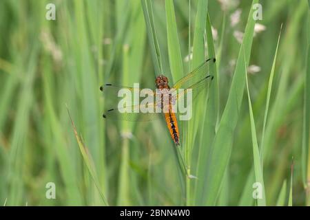 Scarce chaser dragonfly (Libellula fulva) Norfolk UK June Stock Photo