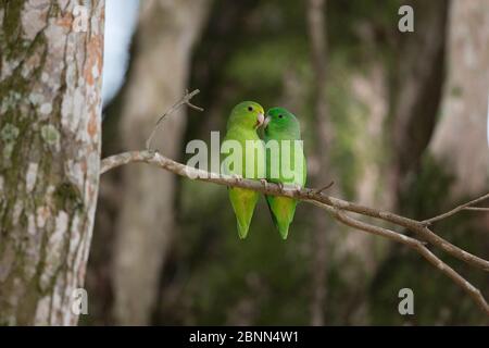 Green-rumped parrotlet (Forpus passerinus) two sitting together, Trinidad and Tobago, April Stock Photo