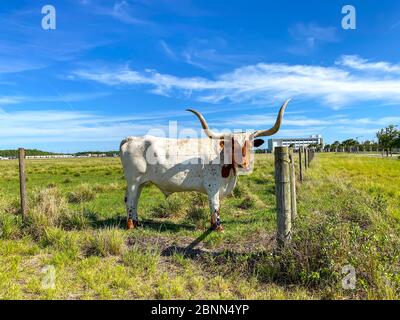 Longhorn Cattle grazing in a pasture in the Laureate Park neighborhood of Lake Nona in Orlando, Florida. Stock Photo