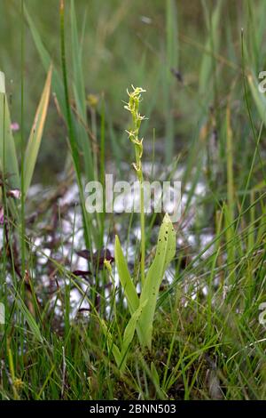 Fen orchid (Liparis loeselii) Norfolk, UK June Stock Photo