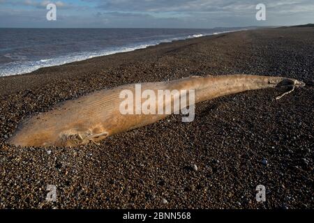 Northern Minke whale (Balaenoptera acutorostrata) dead individual on beach, Norfolk UK January Stock Photo