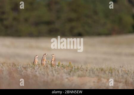 Black-tailed prairie dogs (Cynomys ludovicianus) group at burrow entrance, South Dakota, USA. September. Stock Photo
