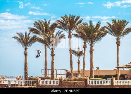 Developing high in the sky a kite of kiteboarder flying between palm trees in the foreground Stock Photo