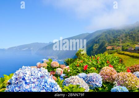 Colorful flowers and beautiful northern coast of Madeira Island, Portugal. Typical Hydrangea, Hortensia flowers. Amazing coastal landscape by Atlantic ocean. Selective focus, blurred background. Stock Photo