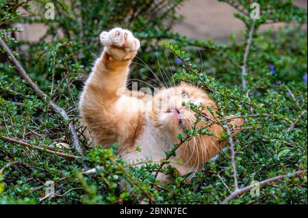 Predator in hiding. Domestic ginger cat hiding amongst shrubs waiting for pigeons Stock Photo