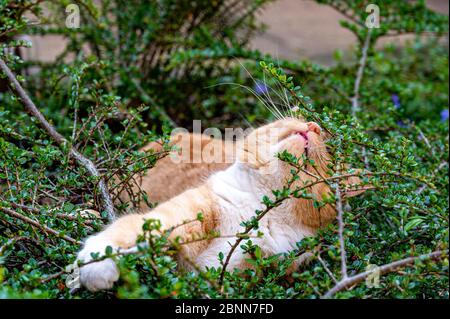 Predator in hiding. Domestic ginger cat hiding amongst shrubs waiting for pigeons Stock Photo