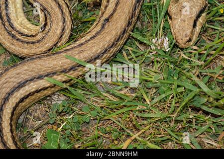 Snake eggeater species,predator reptile eye,skin details,cervone serpent Stock Photo