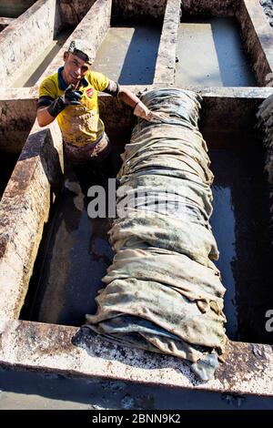 Marrakesh, Morocco - February 27 2019 -     Worker working in tannery and leather drying up Stock Photo