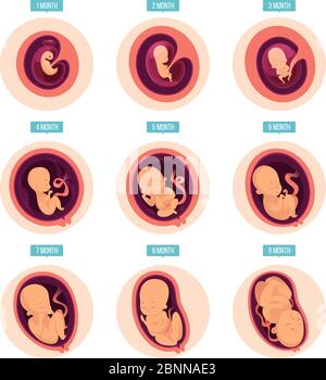 Pregnancy stages. Human growth stages embryo development egg fertility pregnancy stages vector infographic pictures Stock Vector
