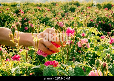 Hand of the rural worker pick fragrant flowers of pink roses for perfumery. Stock Photo
