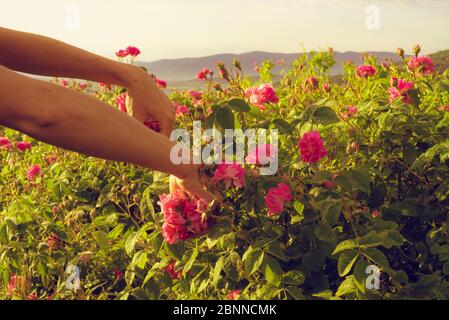 Hand of the rural worker pick fragrant flowers of pink roses for perfumery. Stock Photo