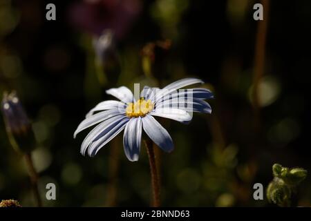 Felicia amelloides, the blue daisy bush or blue felicia, is a hairy, soft, usually perennial, evergreen plant, in the daisy family. Stock Photo