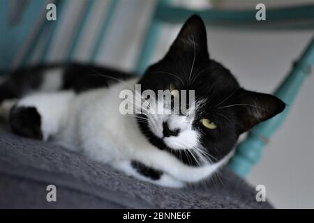 Black and white cat resting on the chair. Stock Photo