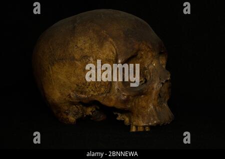 A skull on black background Stock Photo