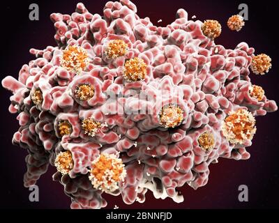 Illustration of a macrophage white blood cell (pink) engulfing coronavirus particles (orange). This process is called phagocytosis. Macrophages are cells of the body's immune system. They phagocytose (engulf) and destroy pathogens, dead cells and cellular debris. The coronavirus particles have been tagged by antibodies (white) to signal to the macrophages to destroy them. Stock Photo