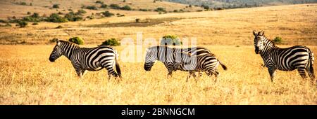 Zebra family in the savanna grassland of Kenya Stock Photo
