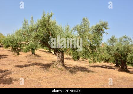 Olivos en un olivar en un campo en Andalucía, España Stock Photo