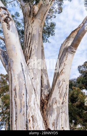 Close up of the large trunk of an eucalyptus tree growing in a park in South San Francisco Bay Area, California; eucalyptus trees are native to Austra Stock Photo