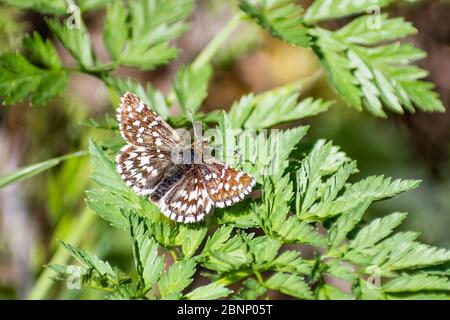 Close up of Two-banded Checkered Skipper (Pyrgus ruralis) butterfly resting on a plant; Santa Cruz mountains, California Stock Photo