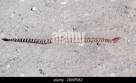 Young Southern Pacific Rattlesnake (Crotalus oreganus helleri) warming in the sun on a dirt road in Santa Cruz mountains, California Stock Photo