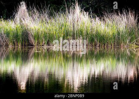Cattail reflected in the calm water surface of a pond, San Francisco Bay Area, California Stock Photo