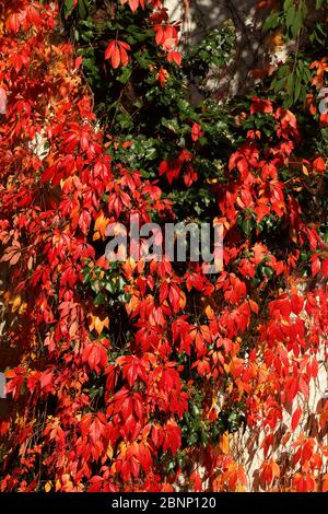 Red discolored leaves of wild wine (Vitis vinifera Subsp Sylvestris) in autumn, Germany Stock Photo