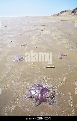 Stranden jellyfish on the Ninthy Mile Beach, new zealand, north island Stock Photo
