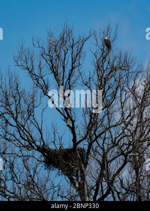 A bald eagle nesting near Brewster Ohio Stock Photo