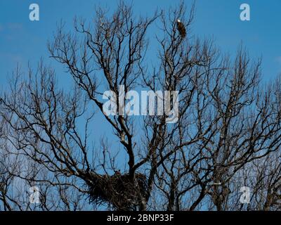A bald eagle nesting near Brewster Ohio Stock Photo