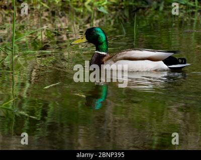 A Mallard, Anas platyrhynchos, male on a body of water showing its beautiful green head Stock Photo
