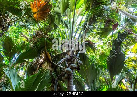 Coco de mer, coconut, largest seed on earth, fruit on the Seychelles palm (Lodoicea maldivica), Vallee de Mai National Park, Unesco World Heritage, Praslin Island, Seychelles,