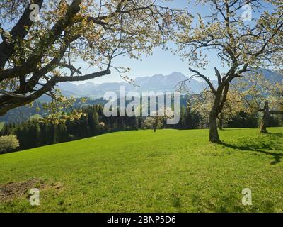 blooming cherry tree, Tamberg, Windischgarsten, Upper Austria, Austria Stock Photo