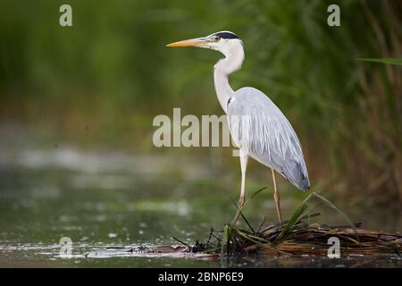 Gray heron, Ardea cinerea, stands by the river Stock Photo