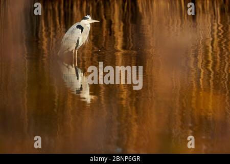Gray heron, Ardea cinerea, evening light, reflection Stock Photo