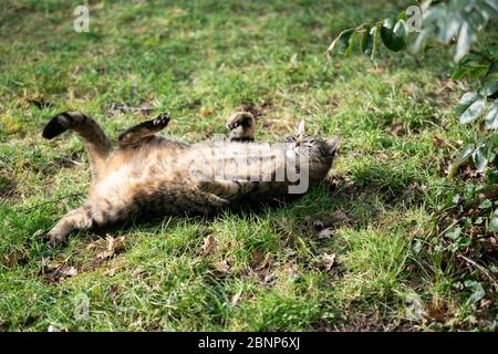 funny tabby cat lying on back outdoors on grass in nature Stock Photo
