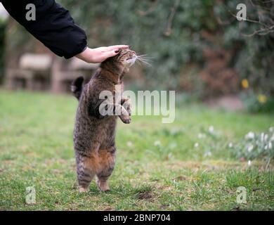 tabby cat rearing up getting stroked outdoors in garden standing on hind legs Stock Photo