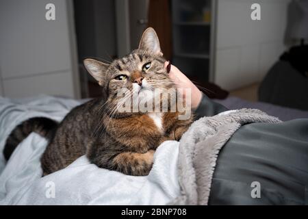 cute tabby cat getting stroked by pet owner looking at camera relaxinig on blanket Stock Photo